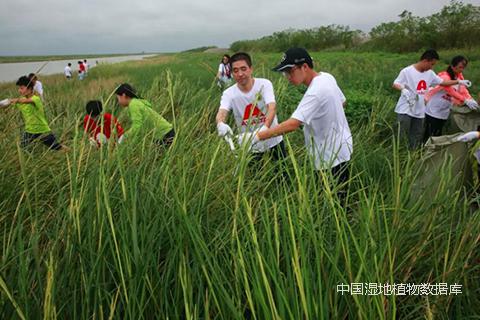 志愿者在上海崇明东滩鸟类国家级自然保护区清除互花米草2.jpg