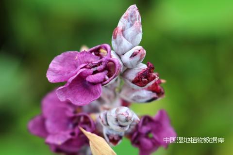 1507044747379669.png 花 (朱弘 摄)_min.png