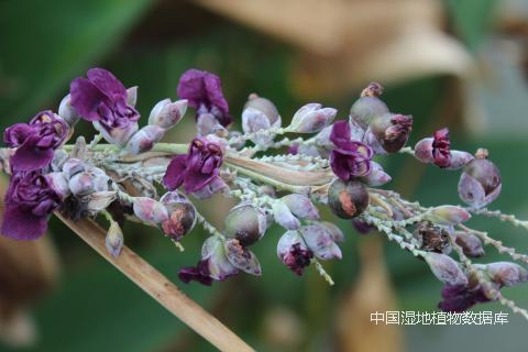 1507044796878364.png 果序 (何云核 摄)_min.png