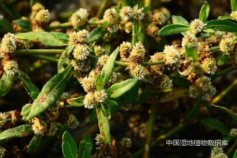 1509607680479976.png 徐永福_min.png
