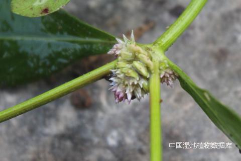 1509607825136281.png 果 (何云核 摄)_min.png