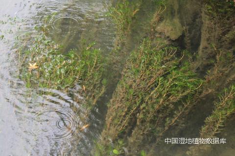 1513750583417451.png 菹草 (朱弘 摄)_min.png