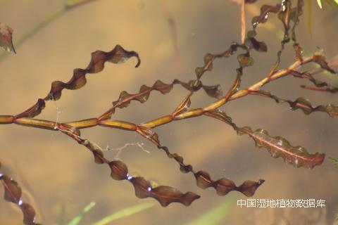 1513750610829265.png 茎 (朱弘 摄)_min.png
