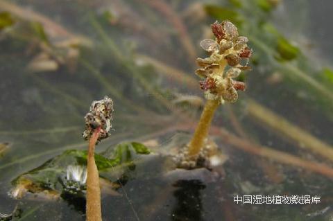 1513750675573183.png 刘冰-花_min.png