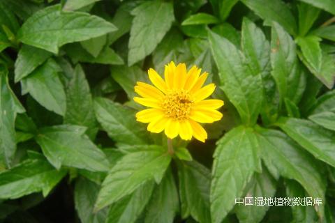 1535530793756713.png 花序、花 (宁惠娟 摄)_min.png