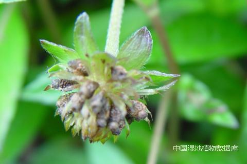 1535530808832794.png 果序、幼果 (何云核 摄)_min.png