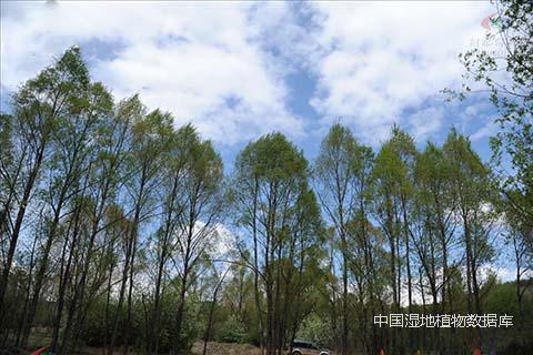 钻天柳-郑宝江摄1.jpg