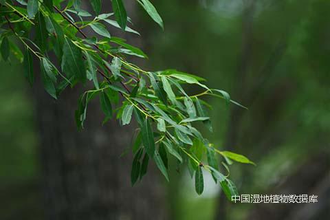 叶-朱鑫鑫摄1.jpg