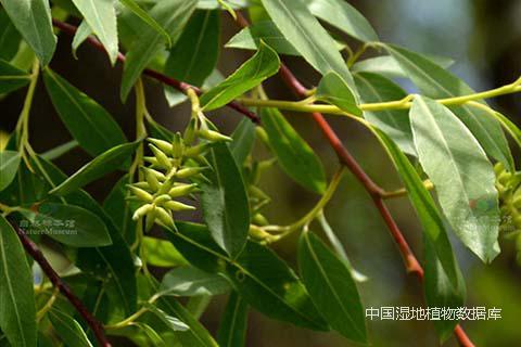 幼果-内蒙古大兴安岭区数字植物标本馆图1.jpg