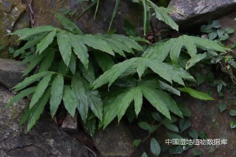 阳荷-徐晔春_min.png
