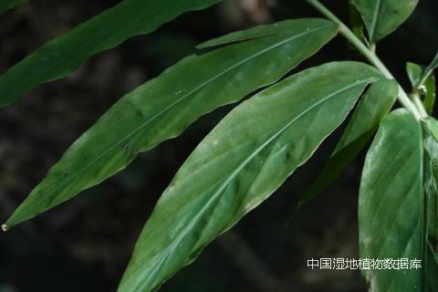 叶-徐晔春_min.png