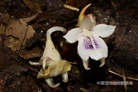 花-朱鑫鑫 (2)_min.png