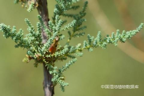 叶-朱鑫鑫 (11)_min.png