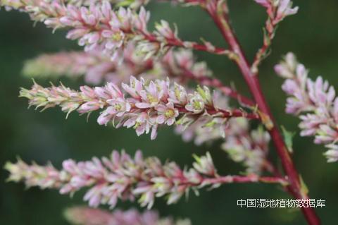 花-陈斌_min.png