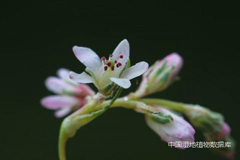 花-朱仁斌 (1)_min.png