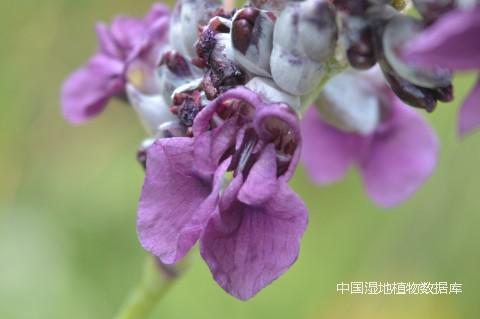 1653034149105974.jpg 再力花(花).JPG