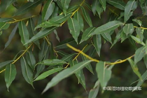 叶 （杨雁 摄）.jpg