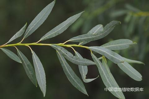 叶 林秦文.jpg